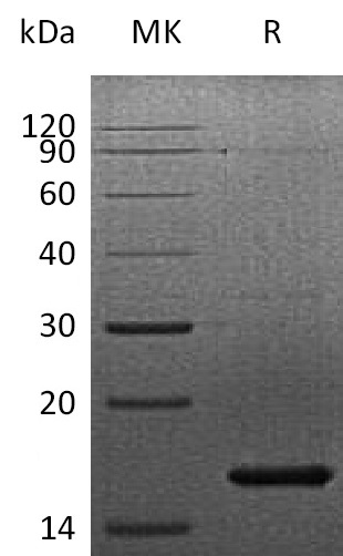 Recombinant Human KGF